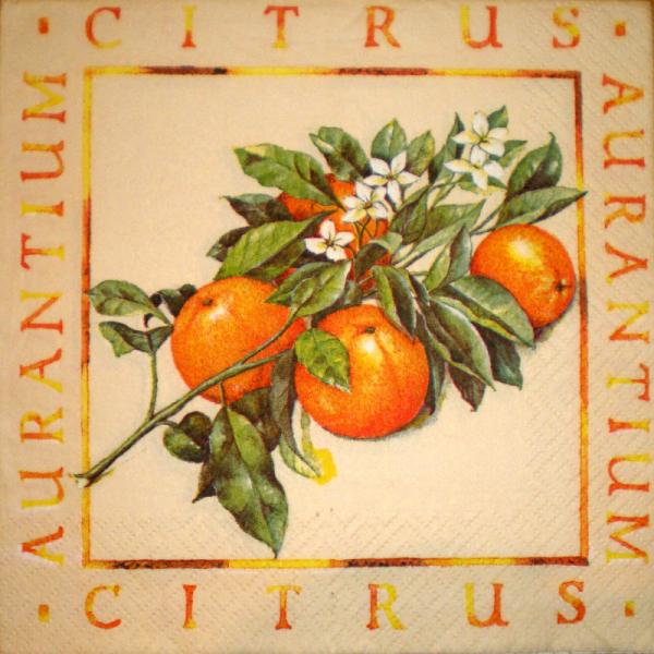 037 Lemons,  Oranges - 3-ply